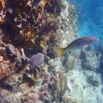 BVI - Unterwasserwelt - The Indians.jpg