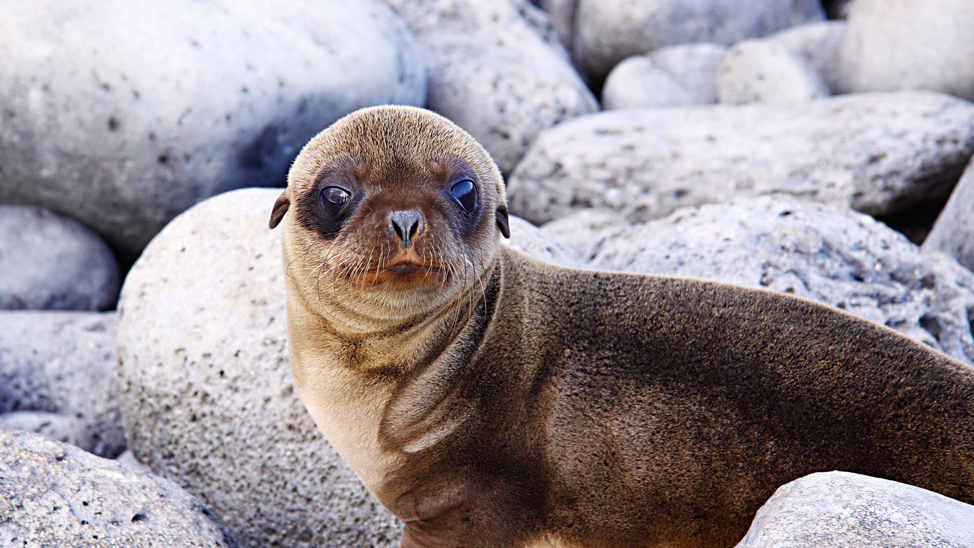 Kulleraugen auf Vulkanfelsen Ein junger Galapagos-Seelöwe liegt auf hellem Vulkangestein und blickt direkt in die Kamera.