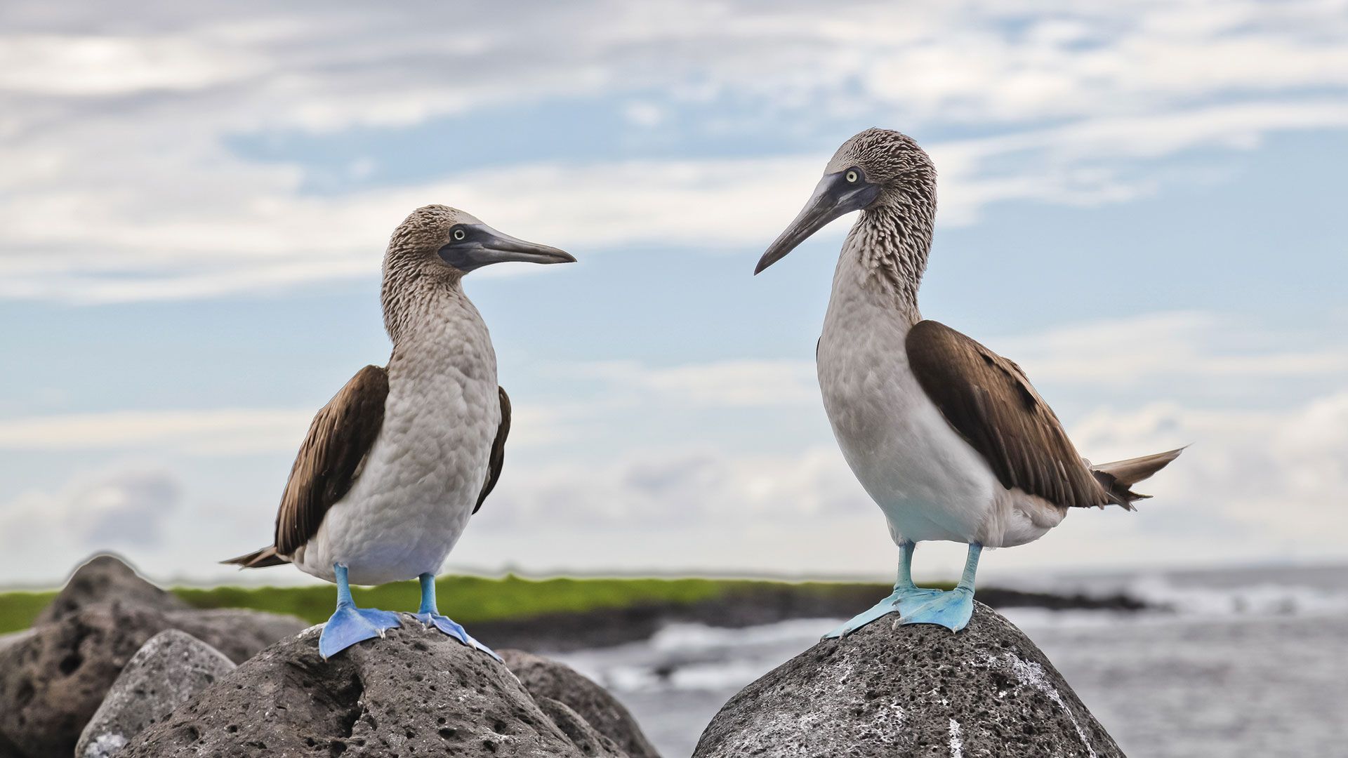 Begegnung mit dem Blaufußtölpel Zwei Blaufußtölpel mit leuchtend blauen Füßen stehen auf Lavasteinen an der Küste der Galapagosinseln.