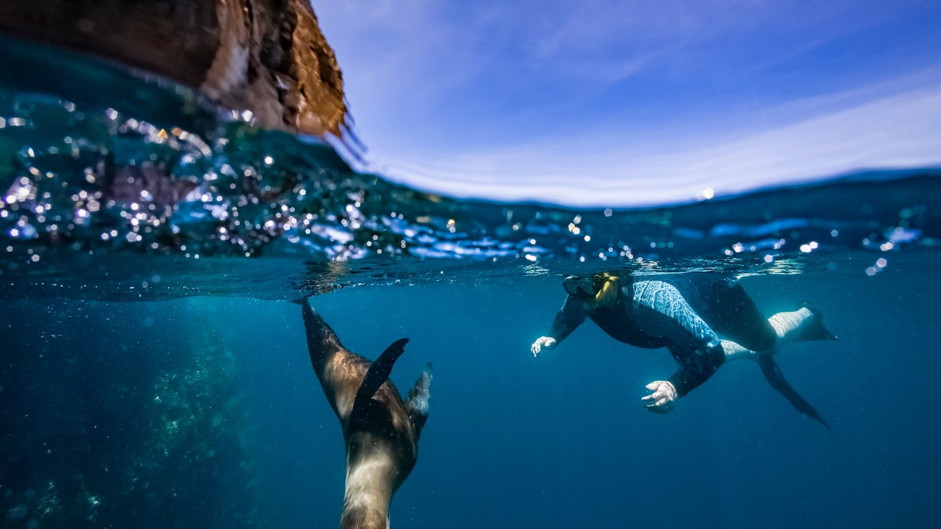 Verspielte Begegnung unter Wasser Schnorchler begegnet einer verspielten Seelöwin im klaren Wasser der Galapagosinseln.