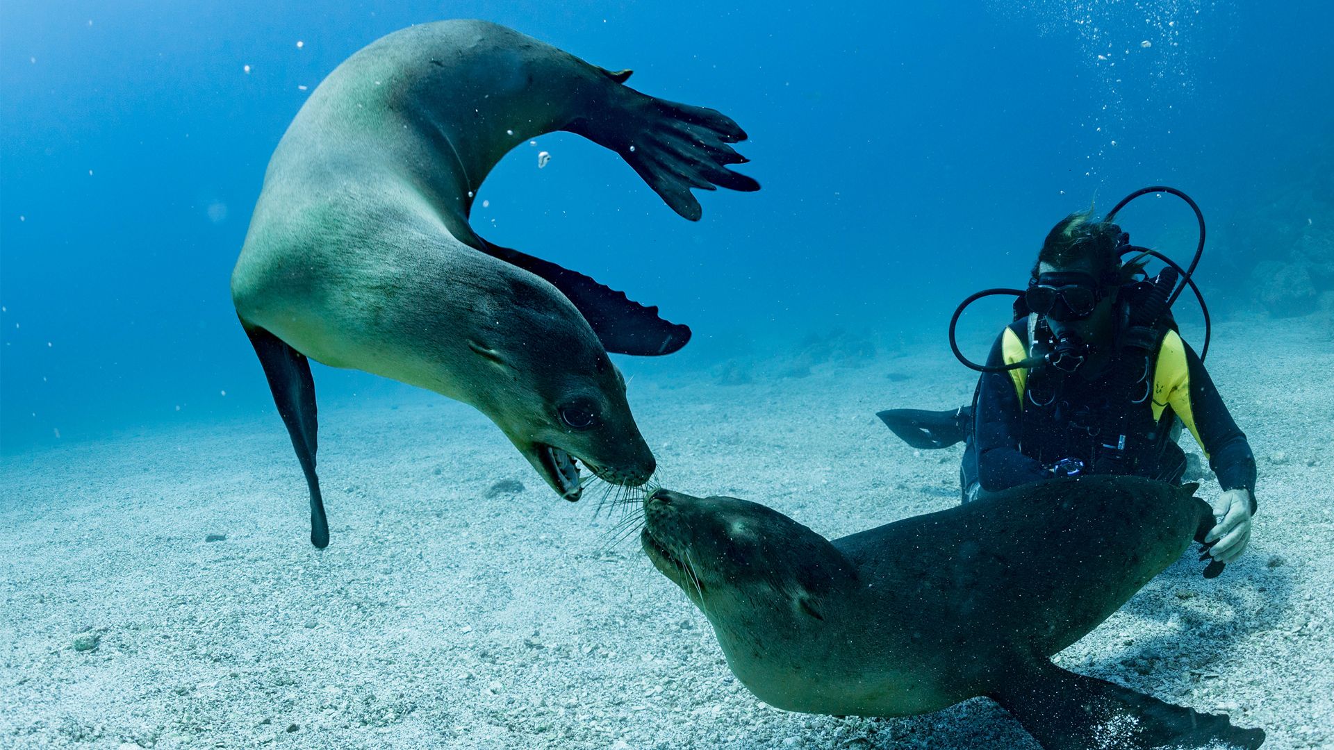 Verspielte Begegnung unter Wasser Taucher beobachtet zwei Seelöwen, die sich unter Wasser auf den Galapagosinseln spielerisch begegnen.
