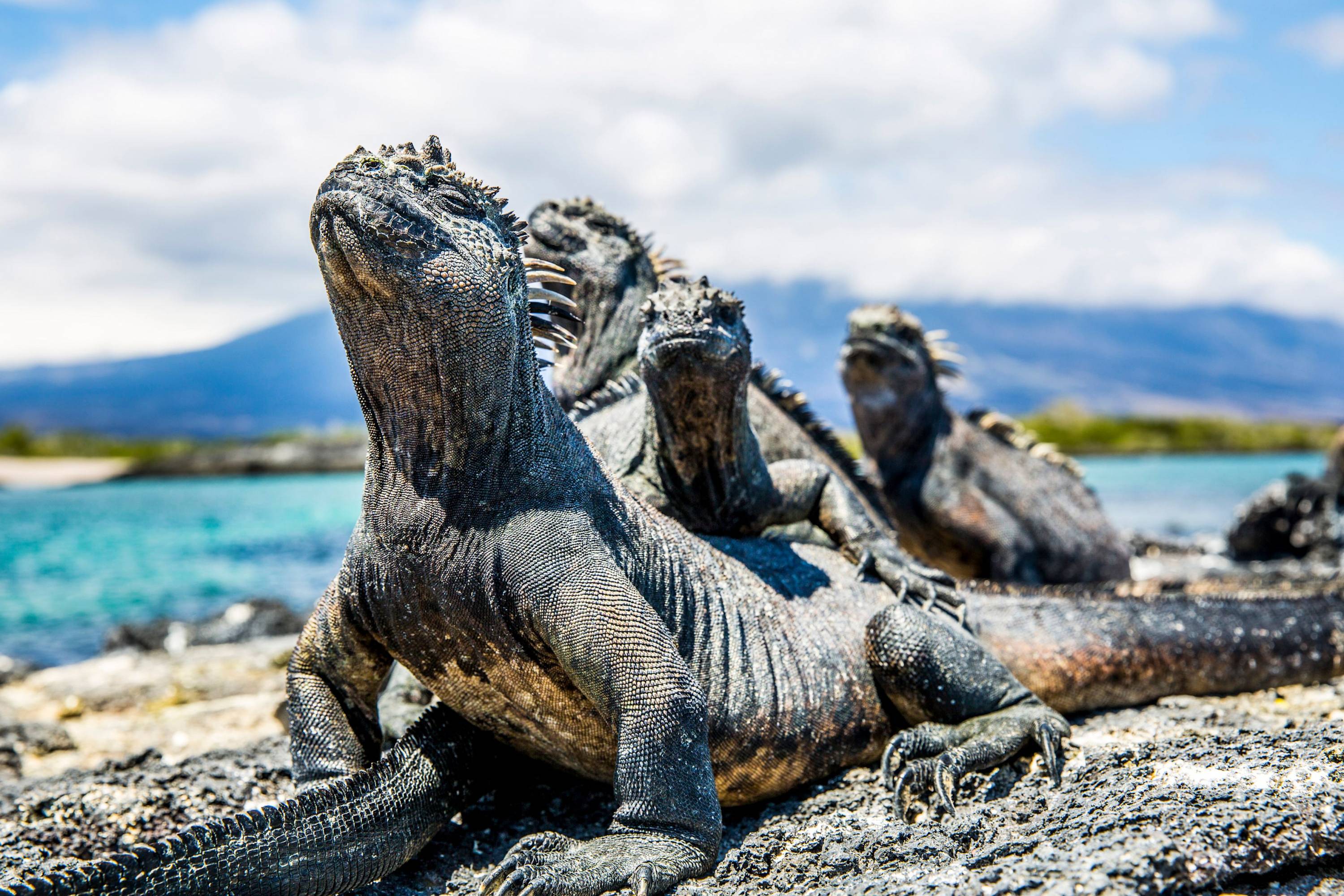 Galapagos-Meerechsen beim Sonnenbad Meerechsen auf schwarzem Lavagestein in der Sonne, mit türkisfarbenem Wasser und Vulkanlandschaft im Hintergrund.