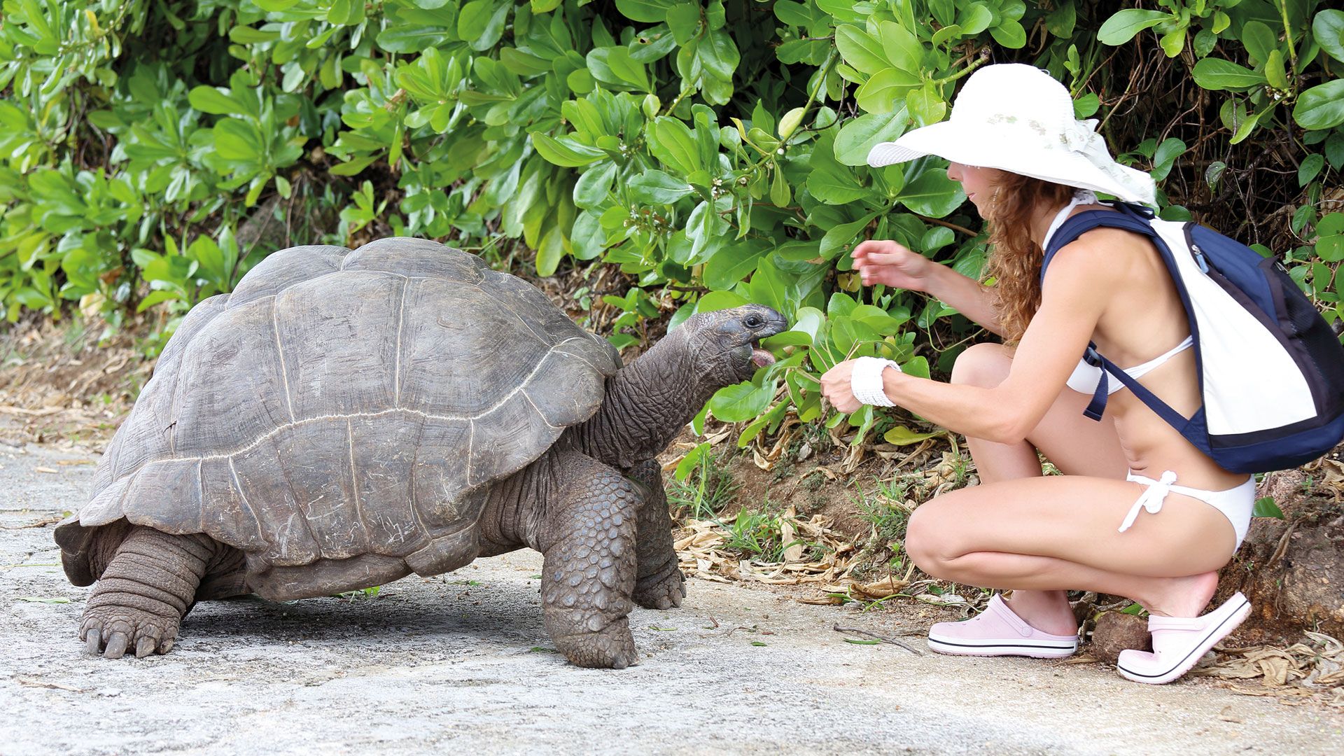 Begegnung mit einem sanften Giganten Frau in weißem Bikini und Sonnenhut füttert eine Riesenschildkröte am Wegesrand auf den Galapagosinseln.