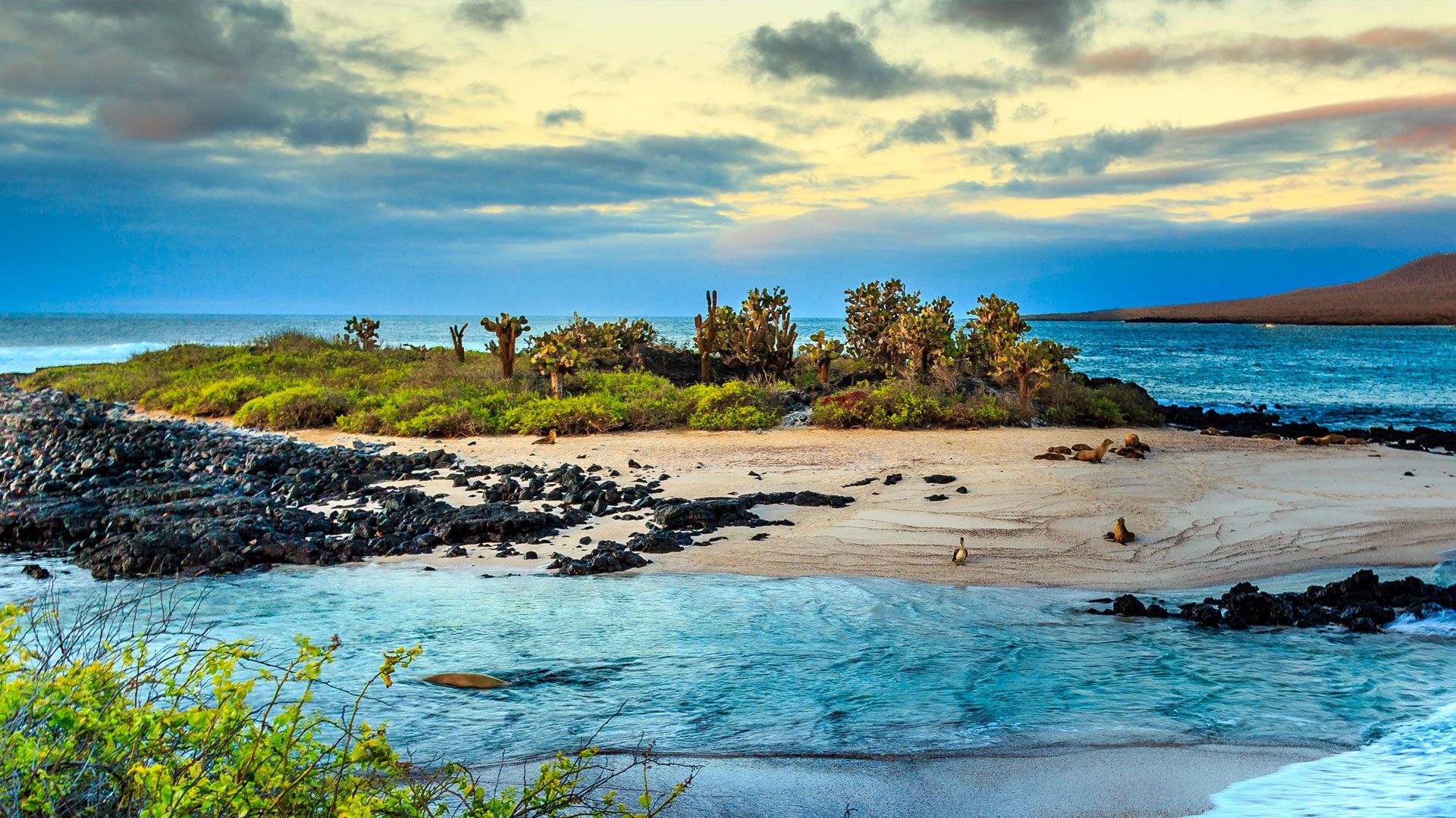 Unberührte Galapagos-Natur bei Sonnenuntergang Kleine Bucht mit weißem Sandstrand, Lavafelsen, Kakteen und Seelöwen auf einer Galapagos-Insel bei Sonnenuntergang.