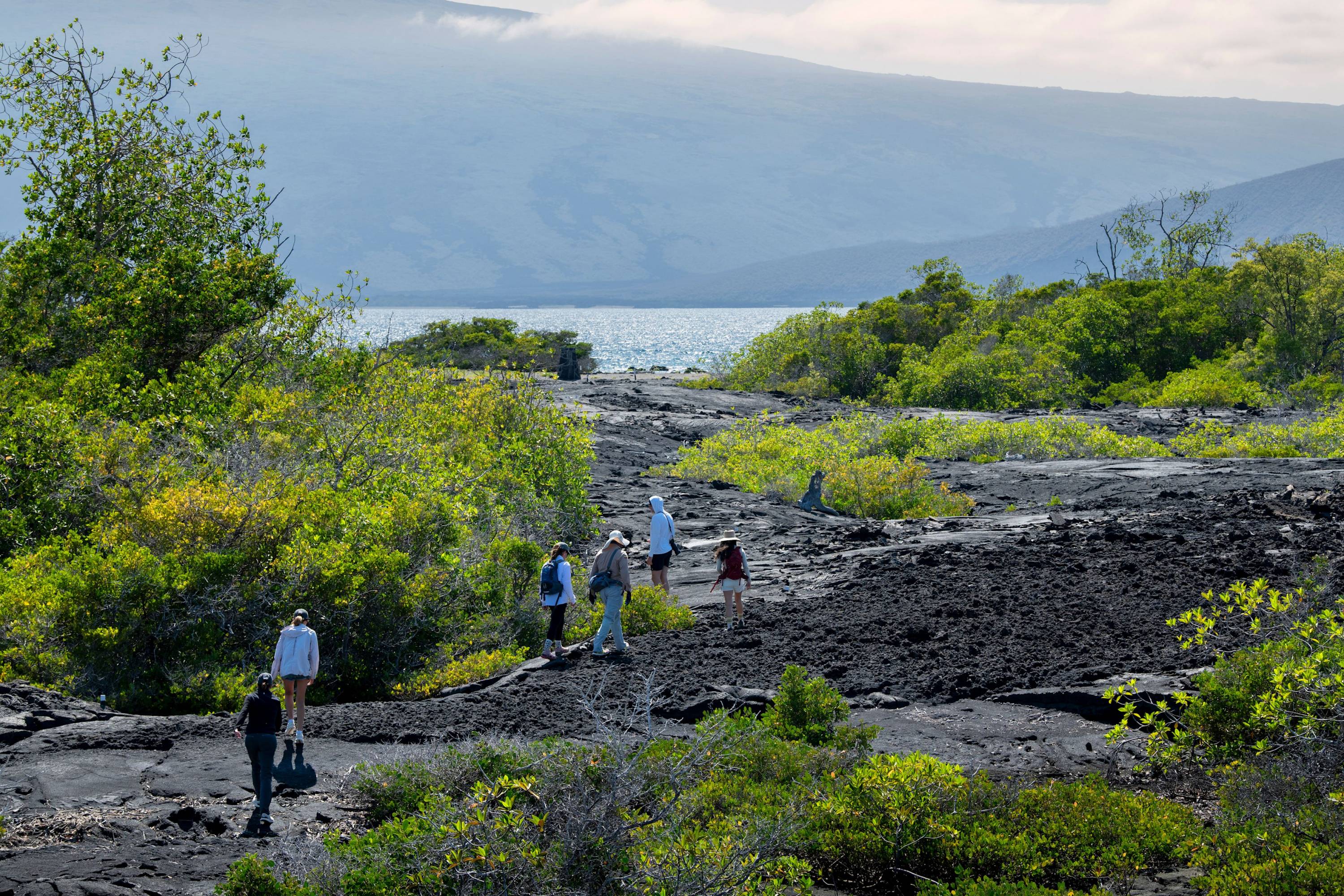 Wandern über die Inseln von Galapagos Gruppe von Wanderern durchquert eine schwarze Lavazunge zwischen dichter Vegetation mit Blick auf das Meer.