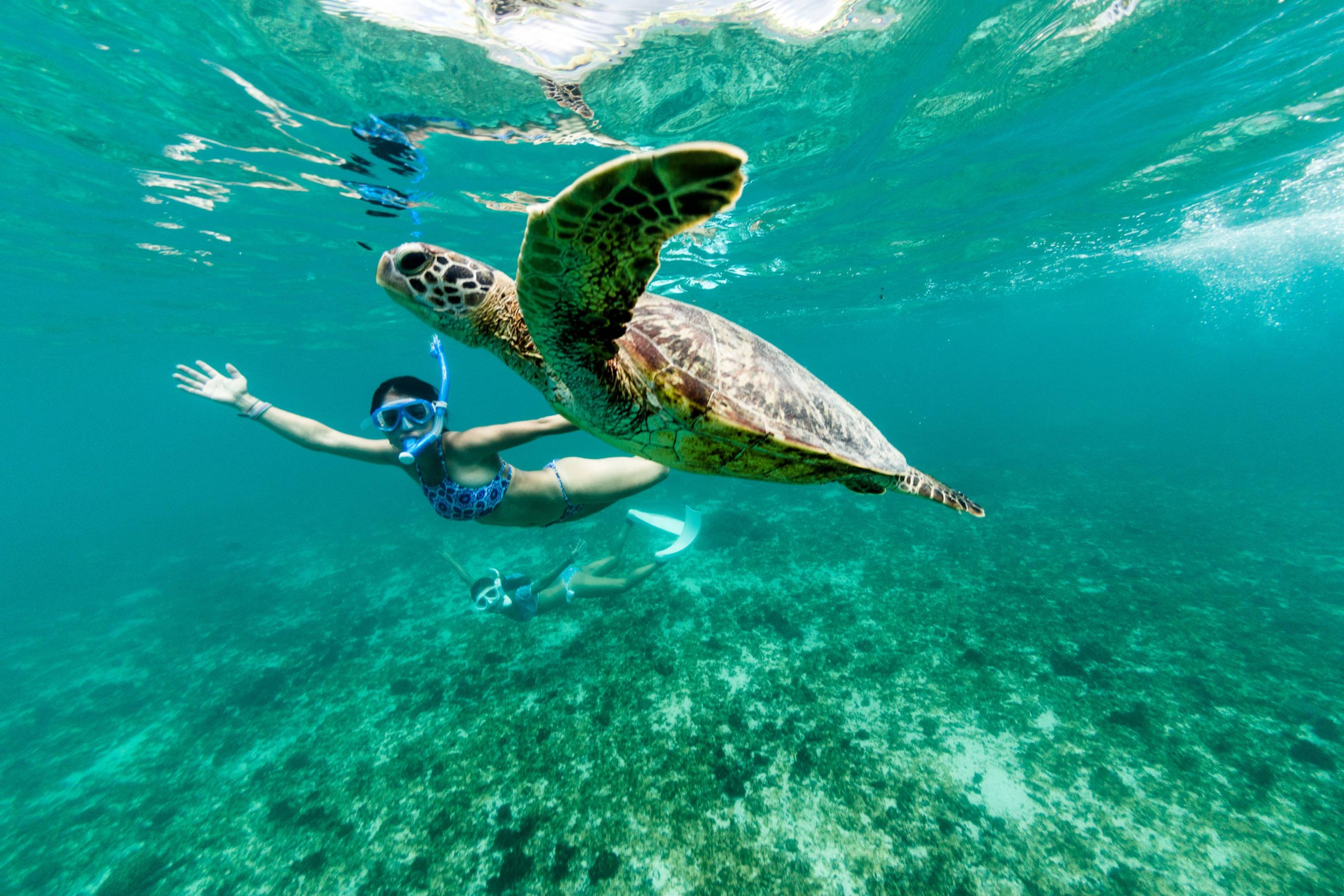 Schnorcheln mit Schildkröte Frau beim Schnorcheln mit einer Meeresschildkröte in klarem türkisfarbenem Wasser vor den Galapagosinseln.