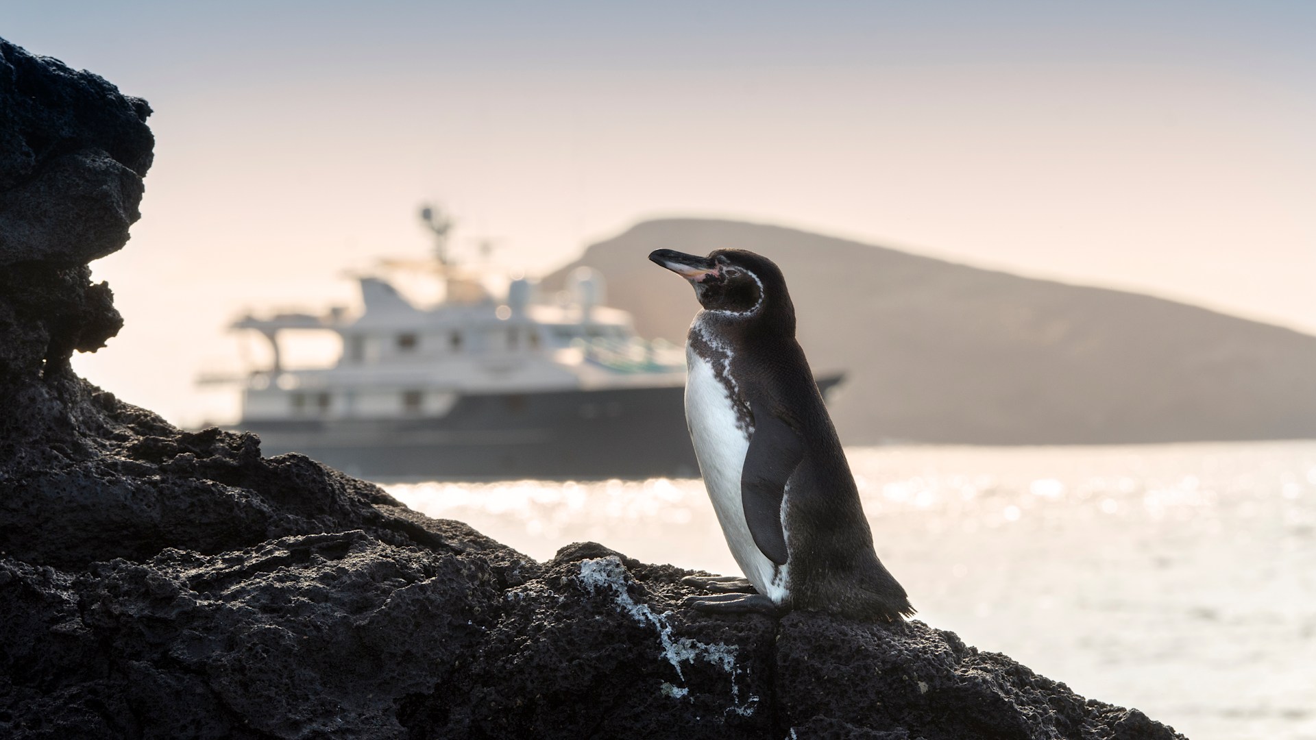 Pinguin posiert vor der Galapagos Explorer Galapagos-Pinguin auf Lavagestein im Vordergrund, im Hintergrund ein Expeditionsschiff vor einer Insel im goldenen Abendlicht.