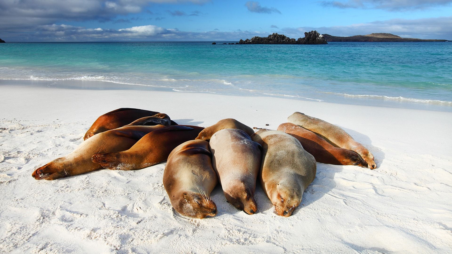 Seelöwen am Strand der Galapagosinseln Gruppe von Galapagos-Seelöwen ruht auf einem weißen Sandstrand vor türkisfarbenem Meer.