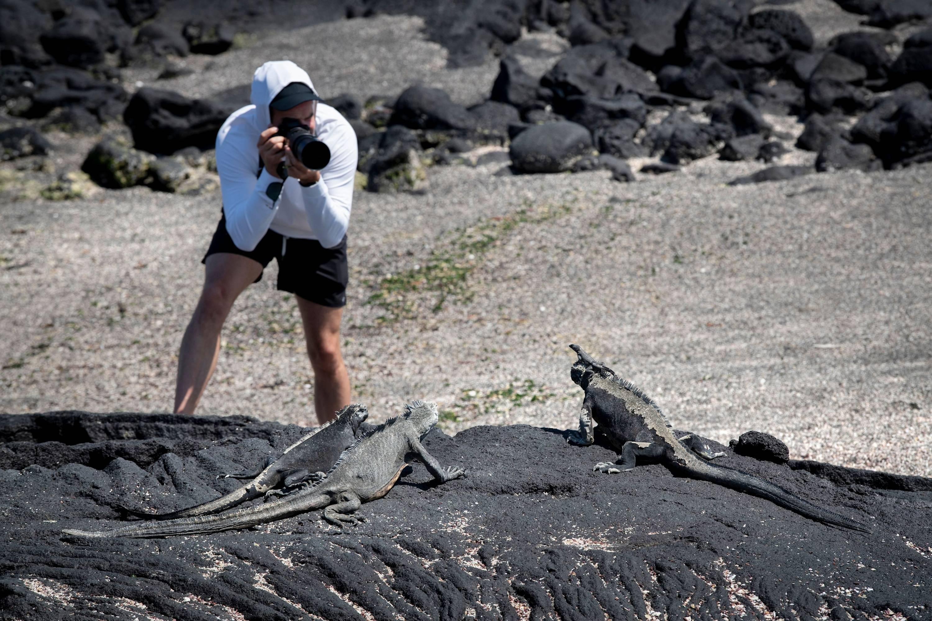 An der Urzeit ganz nah dran Ein Fotograf nimmt Meerechsen auf schwarzem Lavagestein auf den Galapagosinseln aus nächster Nähe auf.