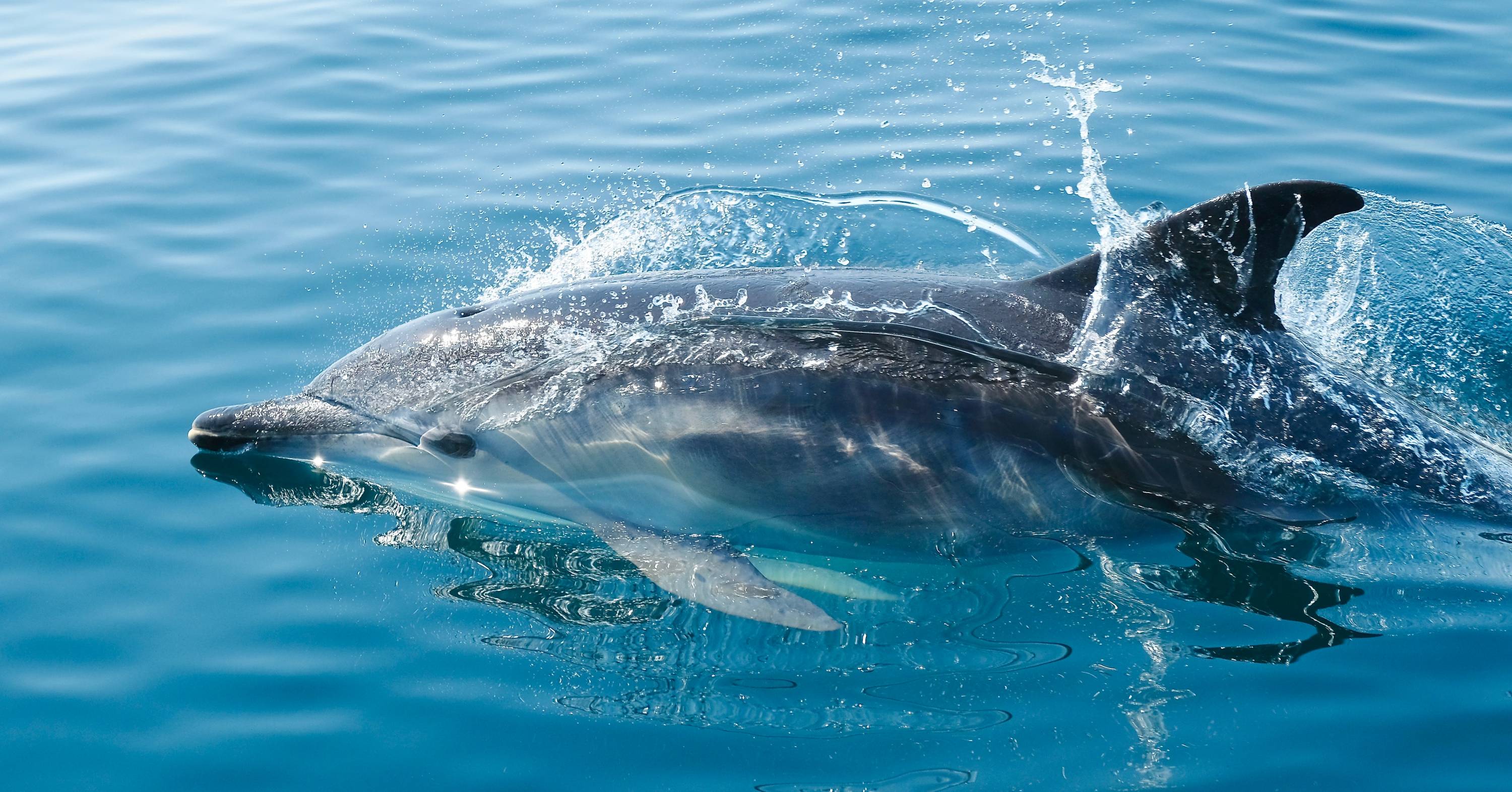 Delphin im Meer