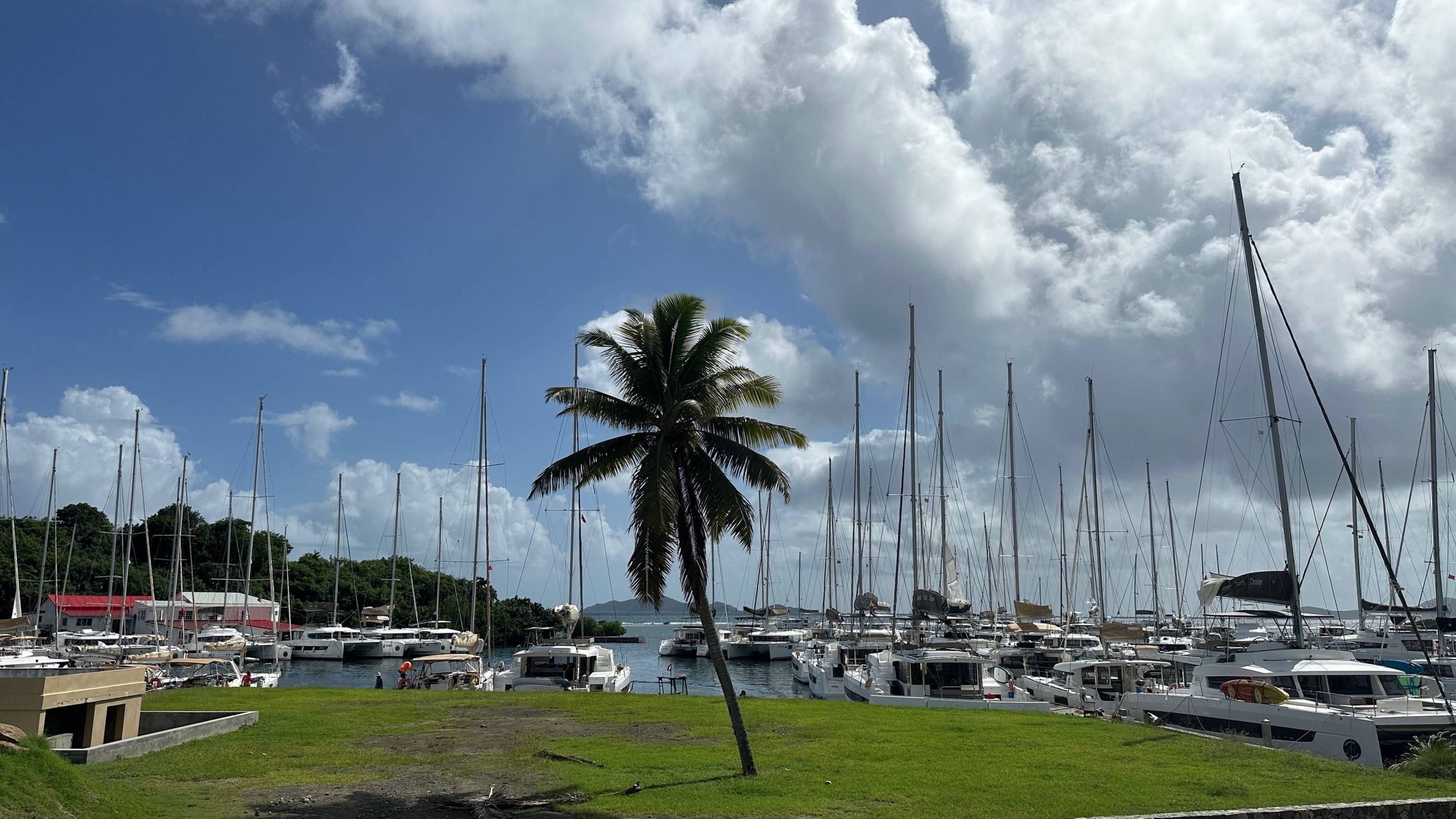 Palme vor Yachthafen mit zahlreichen Segel- und Katamaranbooten bei leicht bewölktem Himmel