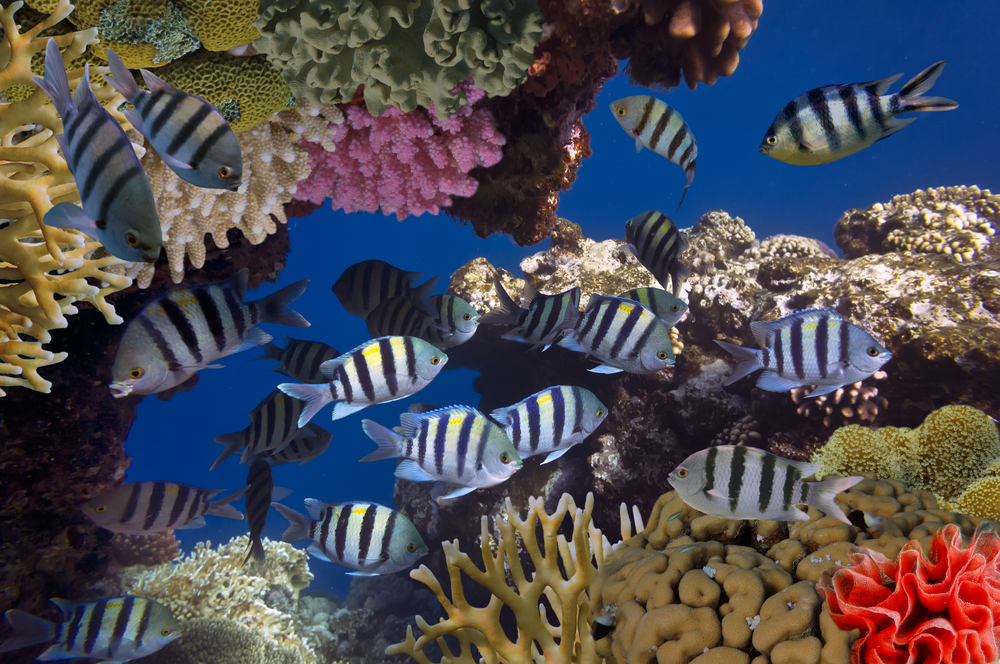 Schwarm farbenfroher Riff-Fische, darunter Sergeant Majors, schwimmt über einem lebendigen Korallenriff im klaren Wasser der Karibik.