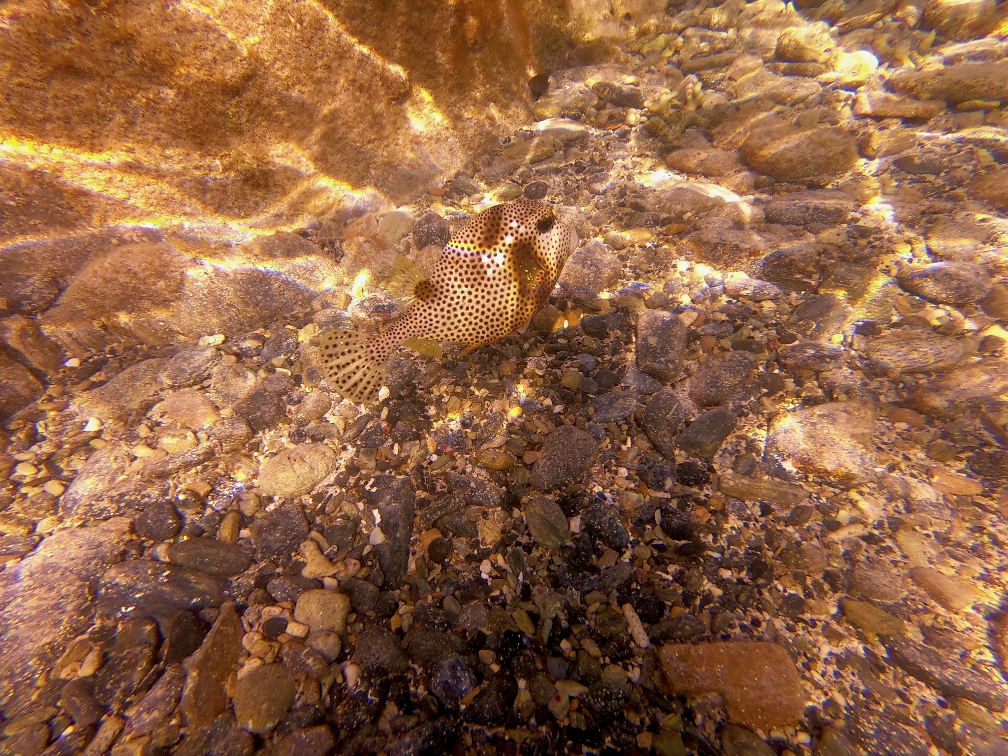 Getupfter Kofferfisch schwimmt über einen steinigen, sonnenbeschienenen Meeresboden in flachem Wasser