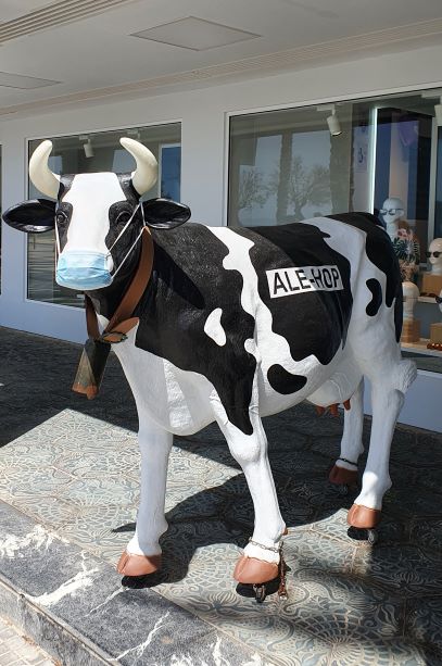 Kuh-Modell mit Schutzmaske in Mallorca