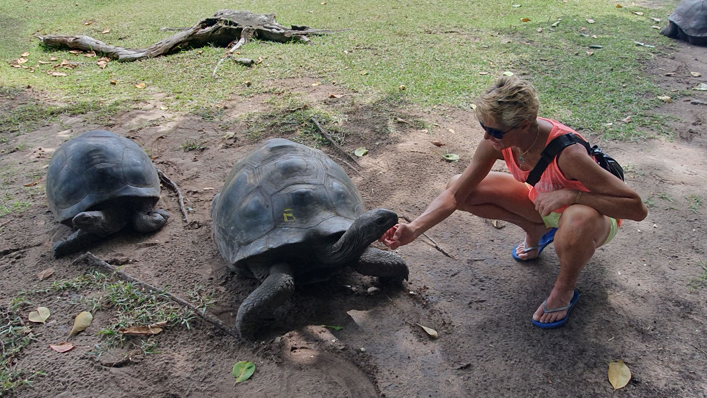 Zwi Riesenschildkröten auf grüner Wiese lassen sich von einer blonden Frau streicheln