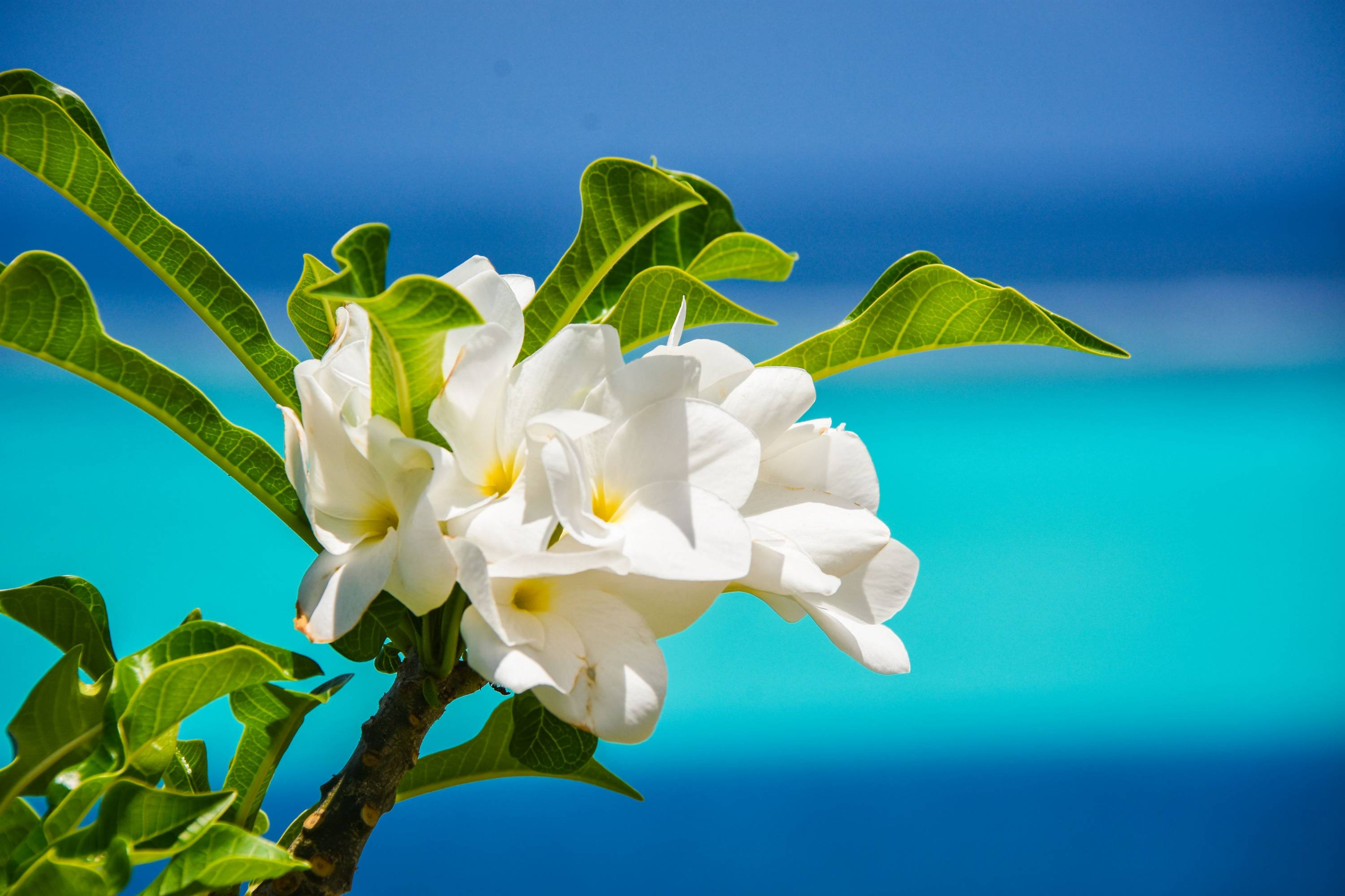 Weiße Tiaré-Blüte mit grünen Blättern vor türkisblauem Lagunenhintergrund in Französisch-Polynesien.