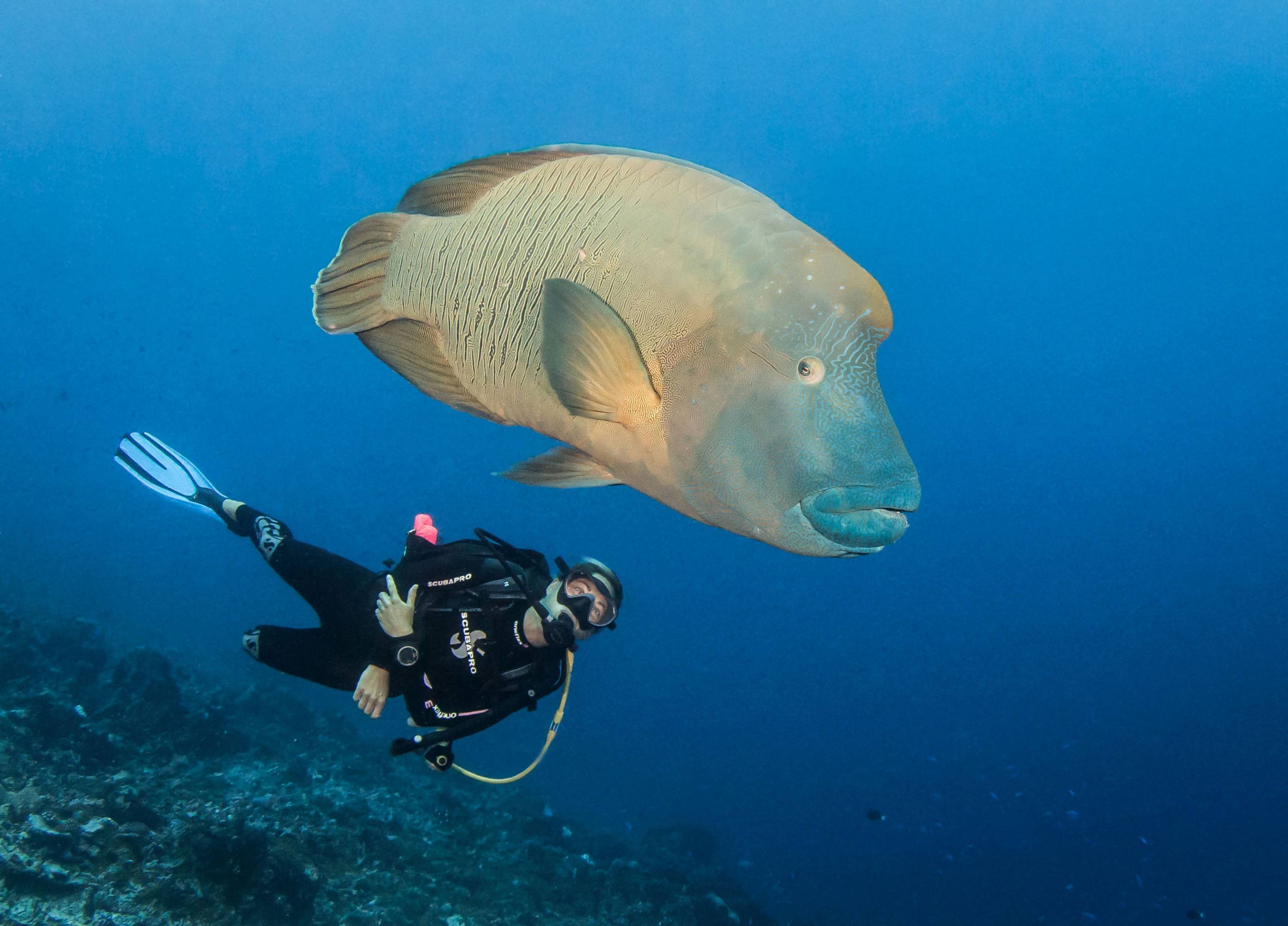 Taucher begegnet großem Napoleon-Lippfisch im klaren blauen Wasser von Französisch-Polynesien.