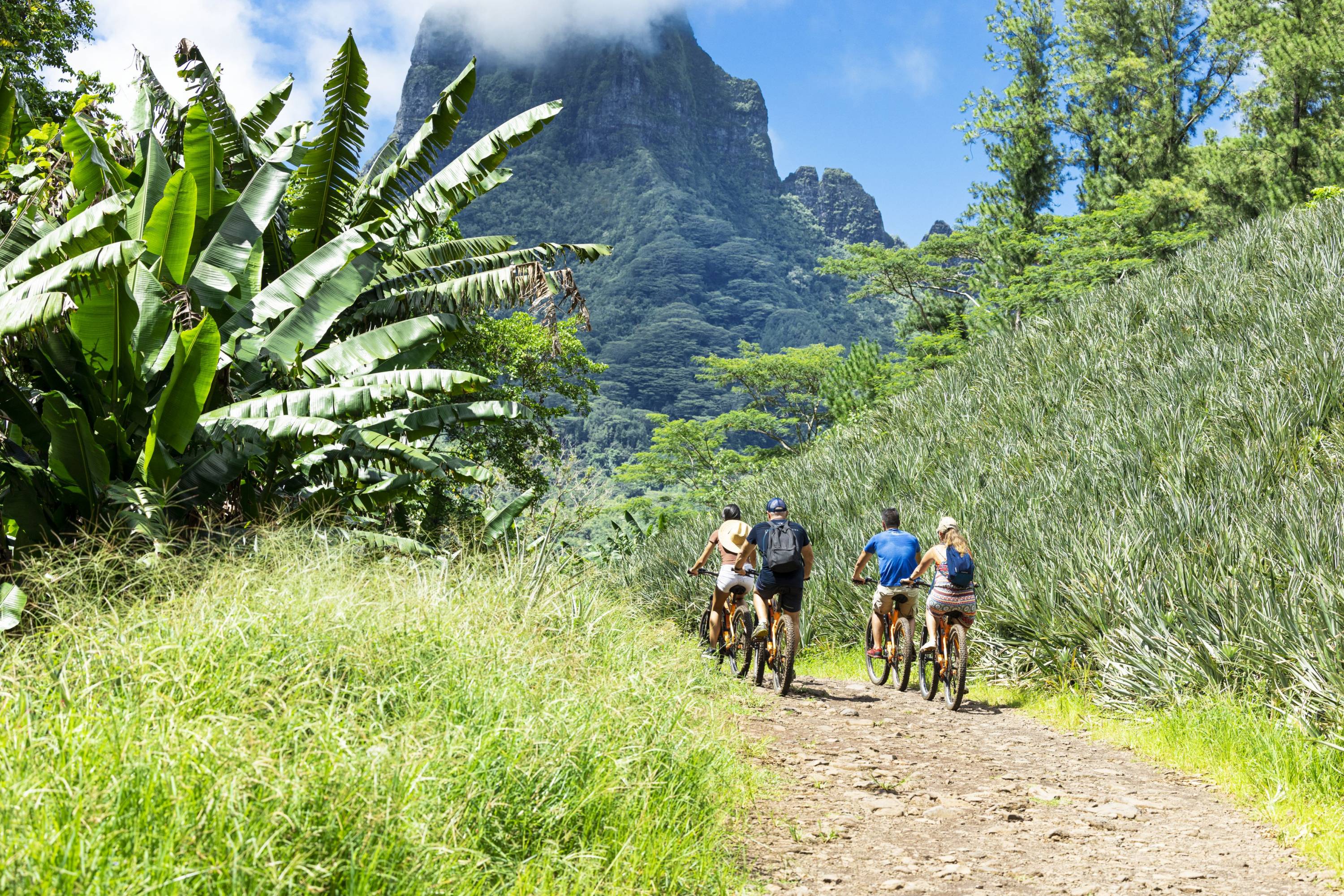 Gruppe von Radfahrern fährt durch tropische Landschaft auf Moorea mit Bergen im Hintergrund.