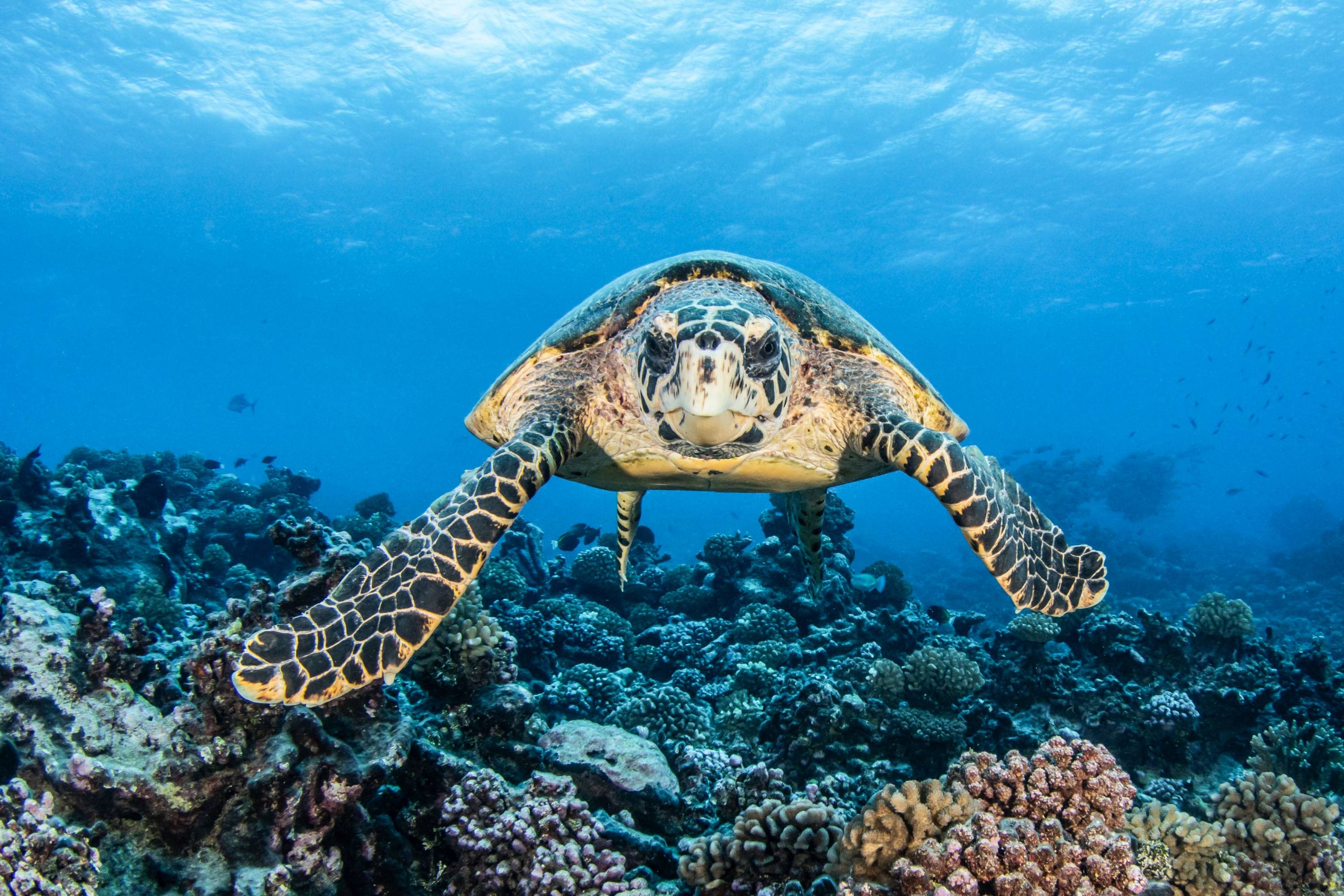 Meeresschildkröte schwimmt über ein Korallenriff in Französisch-Polynesien.