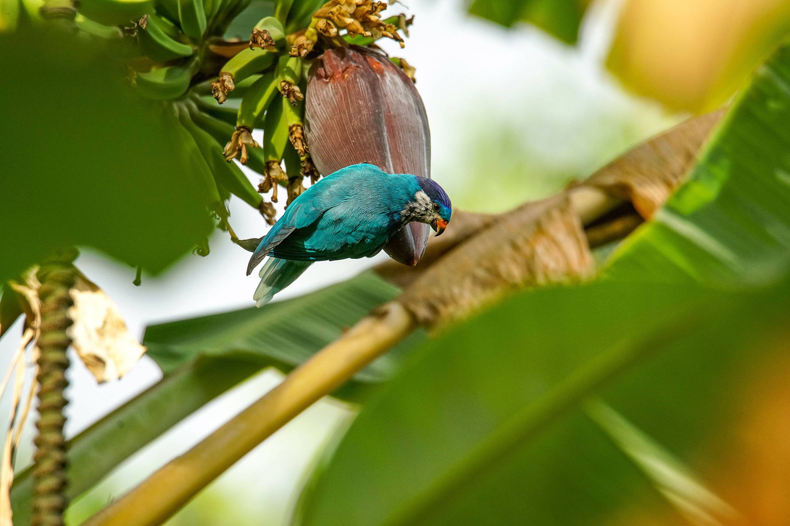 Seltener blauer Lori frisst an einer Bananenblüte auf Ua Huka, Marquesas-Inseln.